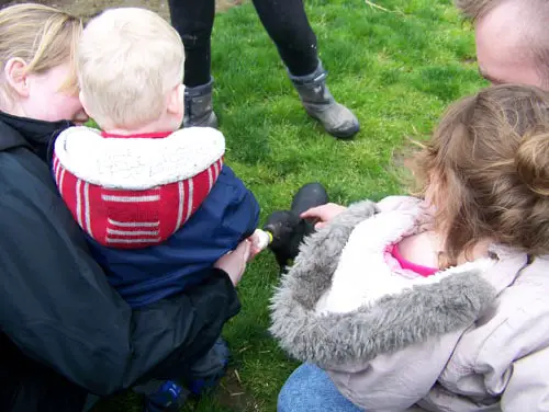 Piglet feeding at Auchingarrich Wildlife Centre