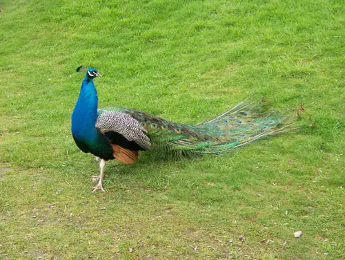 Peacock at Auchingarrich Wildlife Centre