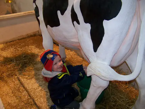 Milking a cow at Auchingarrich Wildlife Centre