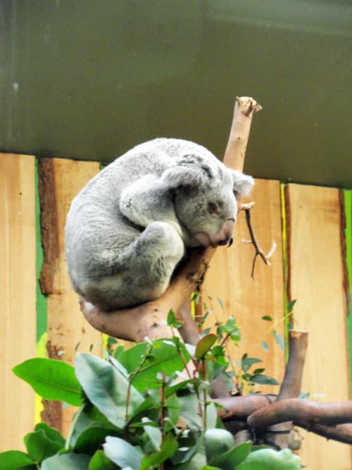 Koala at Edinburgh Zoo