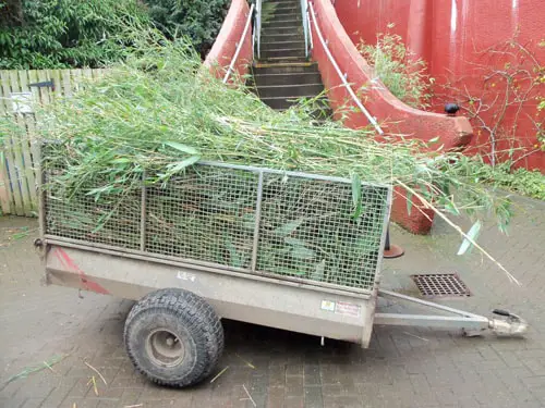 Bamboo at Edinburgh Zoo