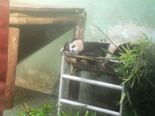 Panda at Edinburgh Zoo