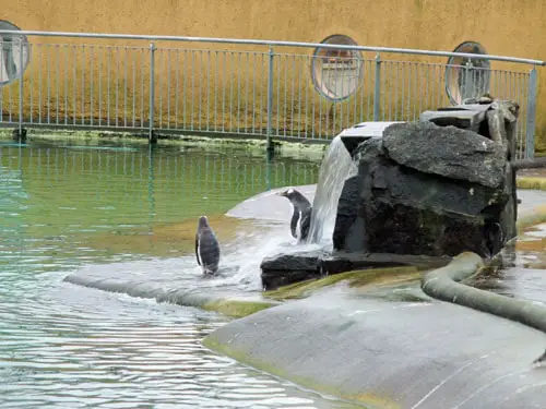 Penguins at Edinburgh Zoo