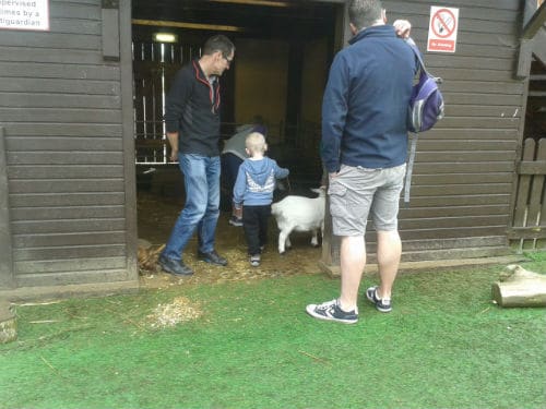 Farm animals at Five Sisters Zoo