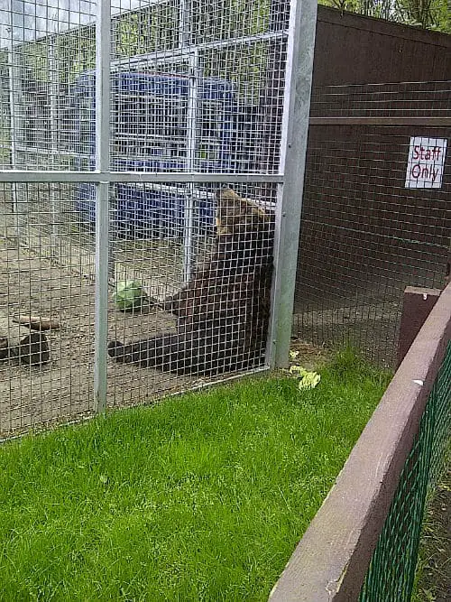 Bears at Five Sisters Zoo