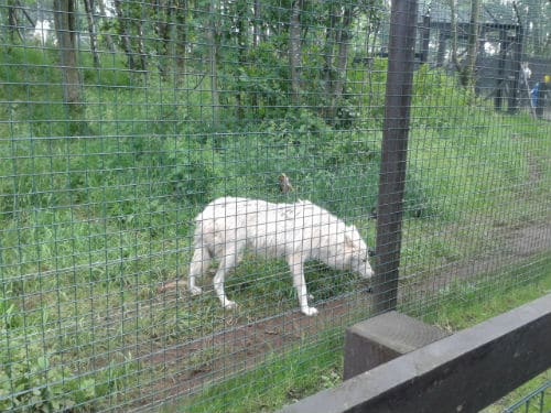 Wolf at Five Sisters Zoo