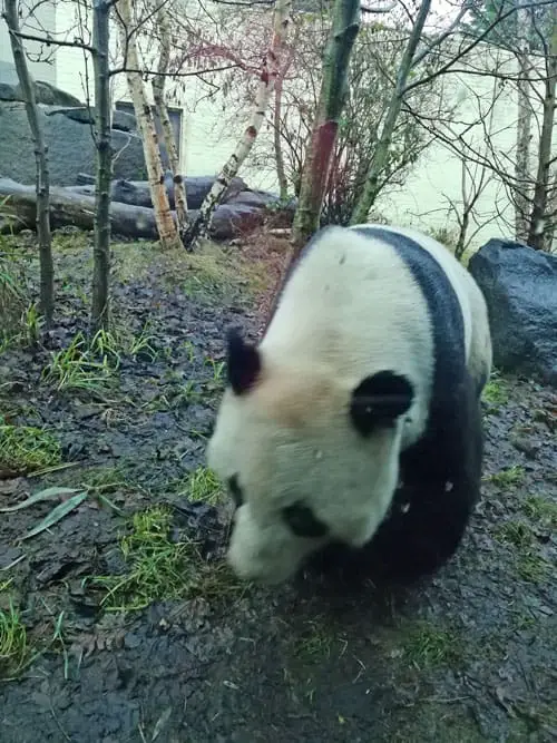 Giant Panda at Edinburgh Zoo