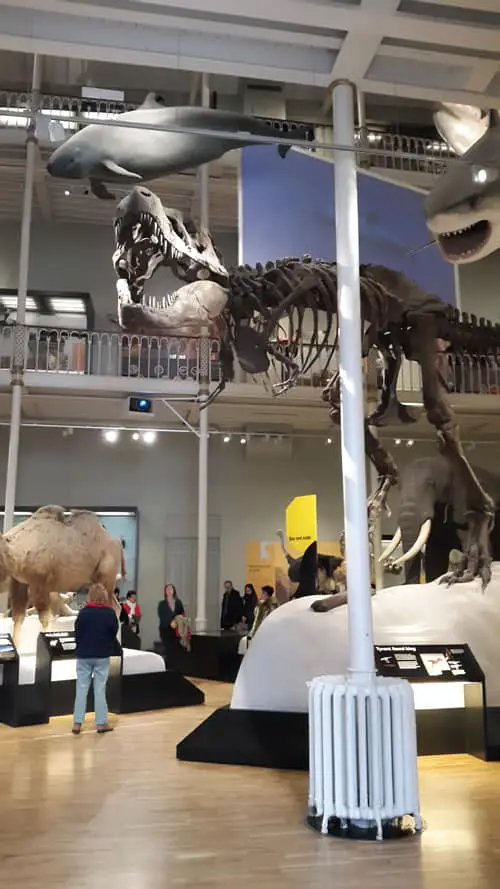 T-Rex at the Museum