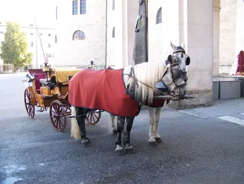 Horse in Salzburg