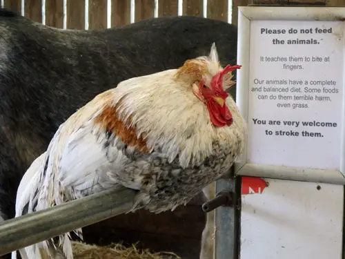 Chicken at Almond Valley, Livingston