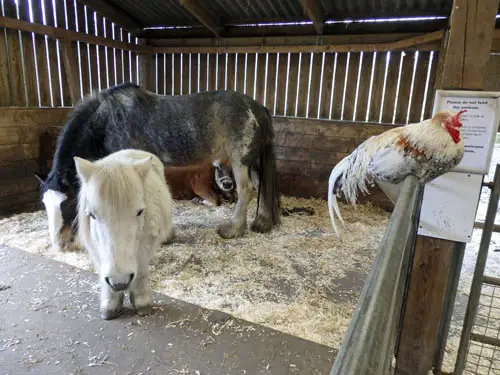 Farm animals at Almond Valley, Livingston