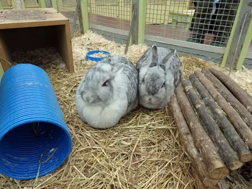 Rabbits at Almond Valley, Livingston