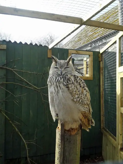 Owl at at Scottish Owl Centre