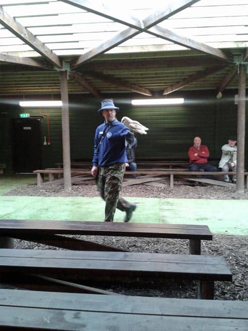 Owl at at Scottish Owl Centre