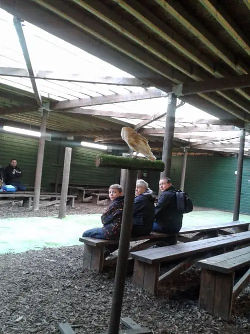 Owl at at Scottish Owl Centre