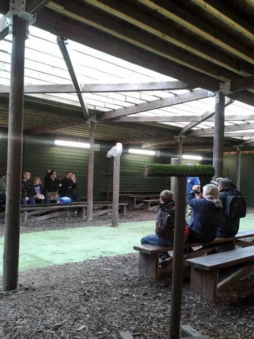 Owl at at Scottish Owl Centre