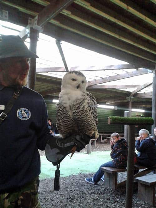 Owl at Scottish Owl Centre