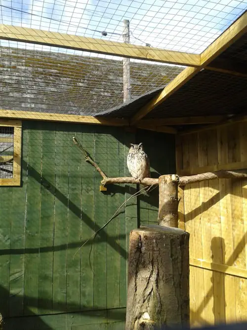 Owl at at Scottish Owl Centre