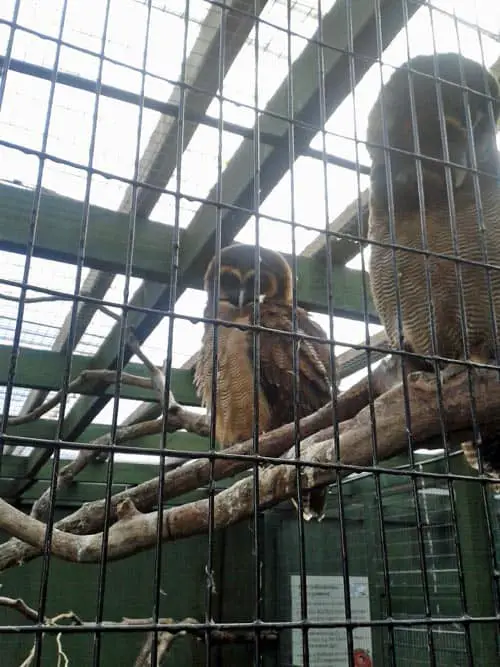 Owl at at Scottish Owl Centre