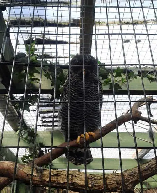 Owl at at Scottish Owl Centre