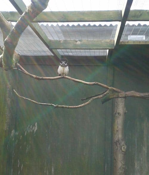 Owl at at Scottish Owl Centre