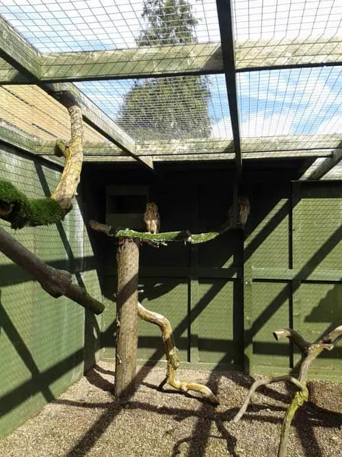 Owl at at Scottish Owl Centre