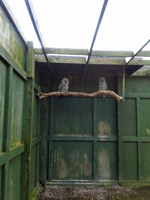 Owl at at Scottish Owl Centre