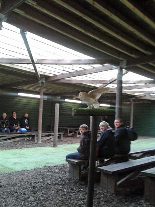 Owl at at Scottish Owl Centre