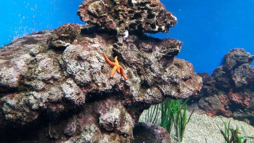 Starfish at Palma Aquarium