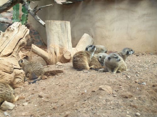 Merkats at Palmitos Park