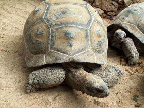 Tortoise at Palmitos Park