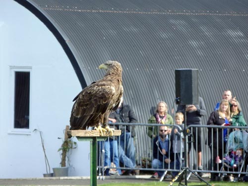 Wheels and Wings Show