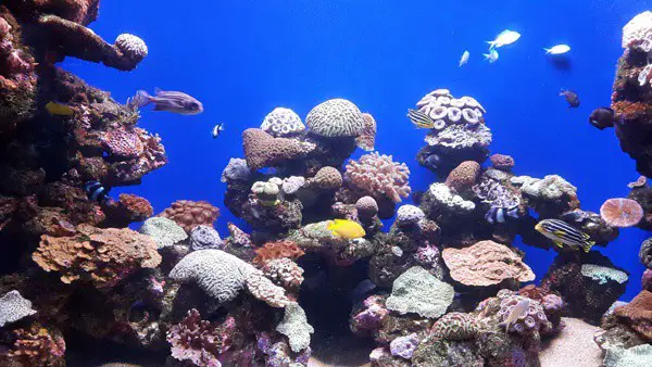 Palma Aquarium