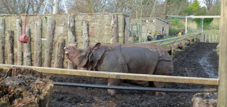 Rhino at Edinburgh Zoo