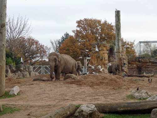 Elephants at Chester Zoo