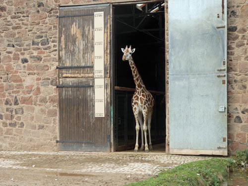 Chester Zoo