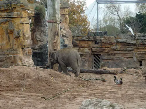 Chester Zoo