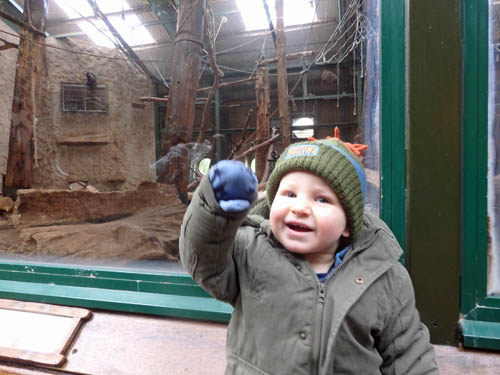 Toddler at Chester Zoo