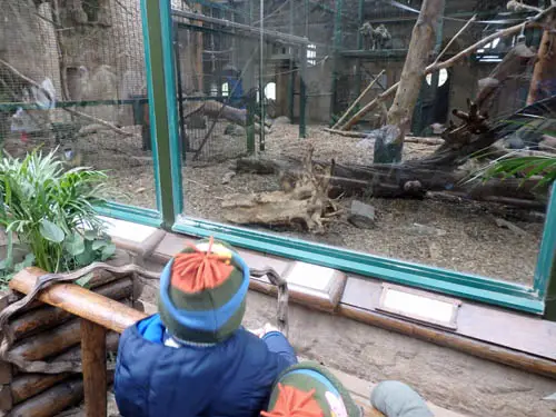 Kids at Chester Zoo