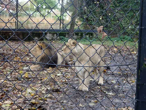 Lions at Chester Zoo