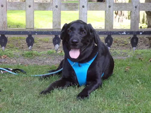 Dog at Etal Northumberland