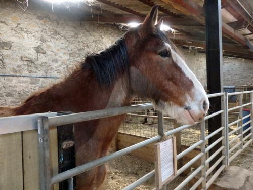 Horse at Etal Northumberland