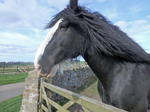 Horse at Etal Northumberland