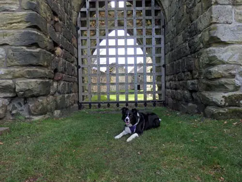 Dog at Etal Northumberland