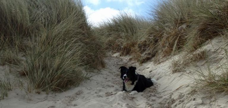 Kara on the Bamburgh beach