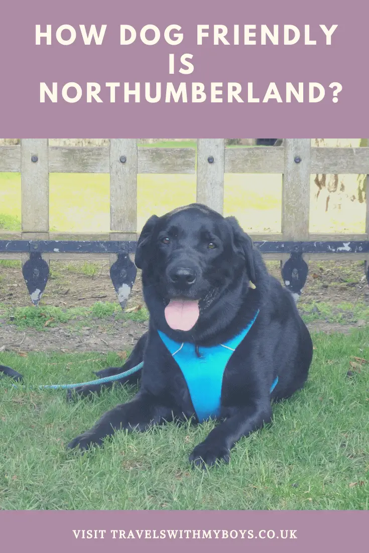 Read just how dog friendly Northumberland is.