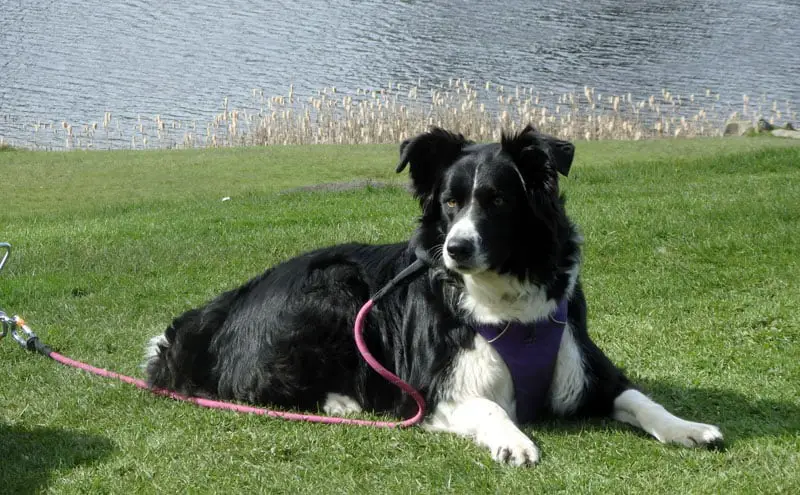 Collie laying on the grass