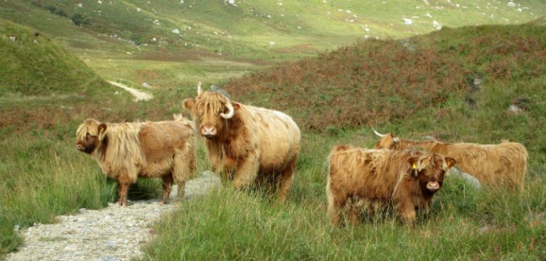 Group of Highland Cows on the Isle of Arran