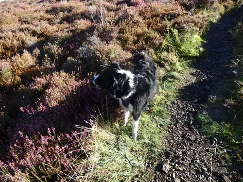 Border collie in heather