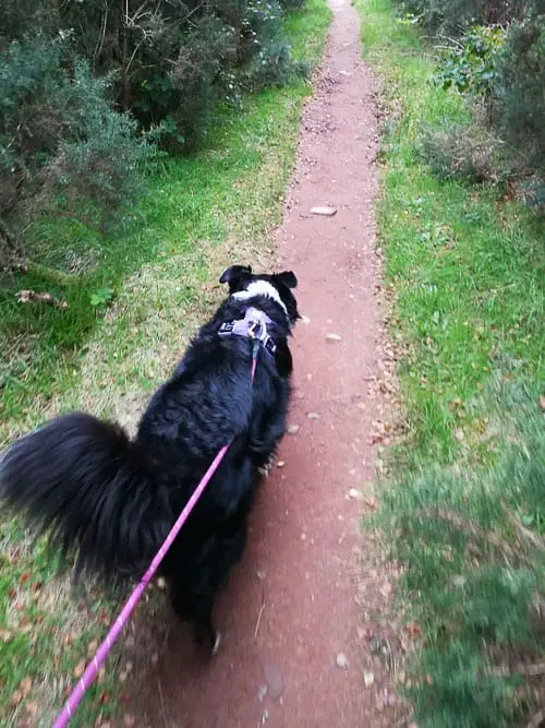 collie enjoying the fairy glen walk on Arran